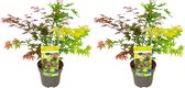 Bloomique - Set van 2 - Acer Palmatum 'Festival' - Japanse Esdoorn - 3 Kleuren Blad in 1 Plant - Tuinplanten - Winterhard - ⌀19 cm - 60-70 cm