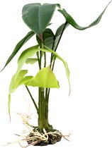 Terra Della - Terrariumplant - Reptielen - Alocasia S - 15x15x28cm Groen - 1st