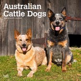 Australian Cattle Dog Kalender 2024