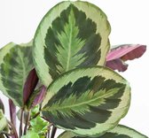 Plantje.nl - Calathea Medaillon - Schaduwplant - inclusief Jute Pot -Zwart - P19 - Woonkamerplanten