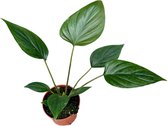 Plantenboetiek.nl | Homalomena Rubescens Black - Ø10.5cm - 15cm hoog - Kamerplant - Groenblijvend