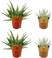 Plantenboetiek.nl | 2x Aloe Spider + 2x Senecio Scaposus - Ø105cm - 10cm hoog - Kamerplant - Groenblijvend - Cactus & Vetplanten
