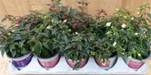 Fuchsia s Bellenplant 10 potjes in tray kleur mix