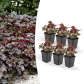 6x Purperklokje (Heuchera mic. 'Palace Purple') met mooie donkere rode bladeren - schaduwplant