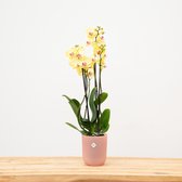 Lime Light orchidee 4 tak (Phalaenopsis) - 70cm