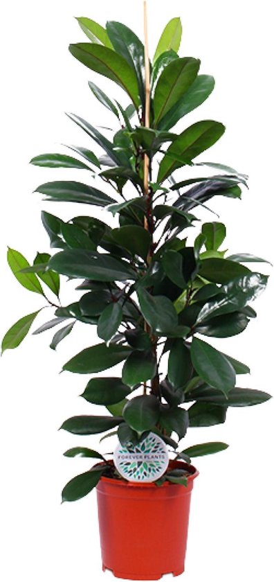 Plantenboetiek.nl | Ficus Cyathistipula - Ø21cm - 95-105cm hoog - Kamerplant - Groenblijvend