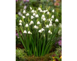 100x Leucojum 'Leucojum aestivum' - BULBi® Bloembollen met bloeigarantie