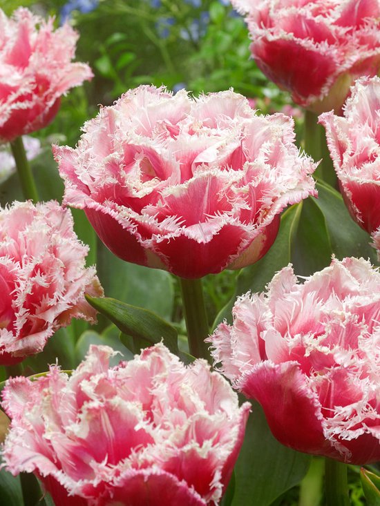 48x Tulpen 'Queensland' - BULBi® bloembollen en planten met bloeigarantie |  bol.com
