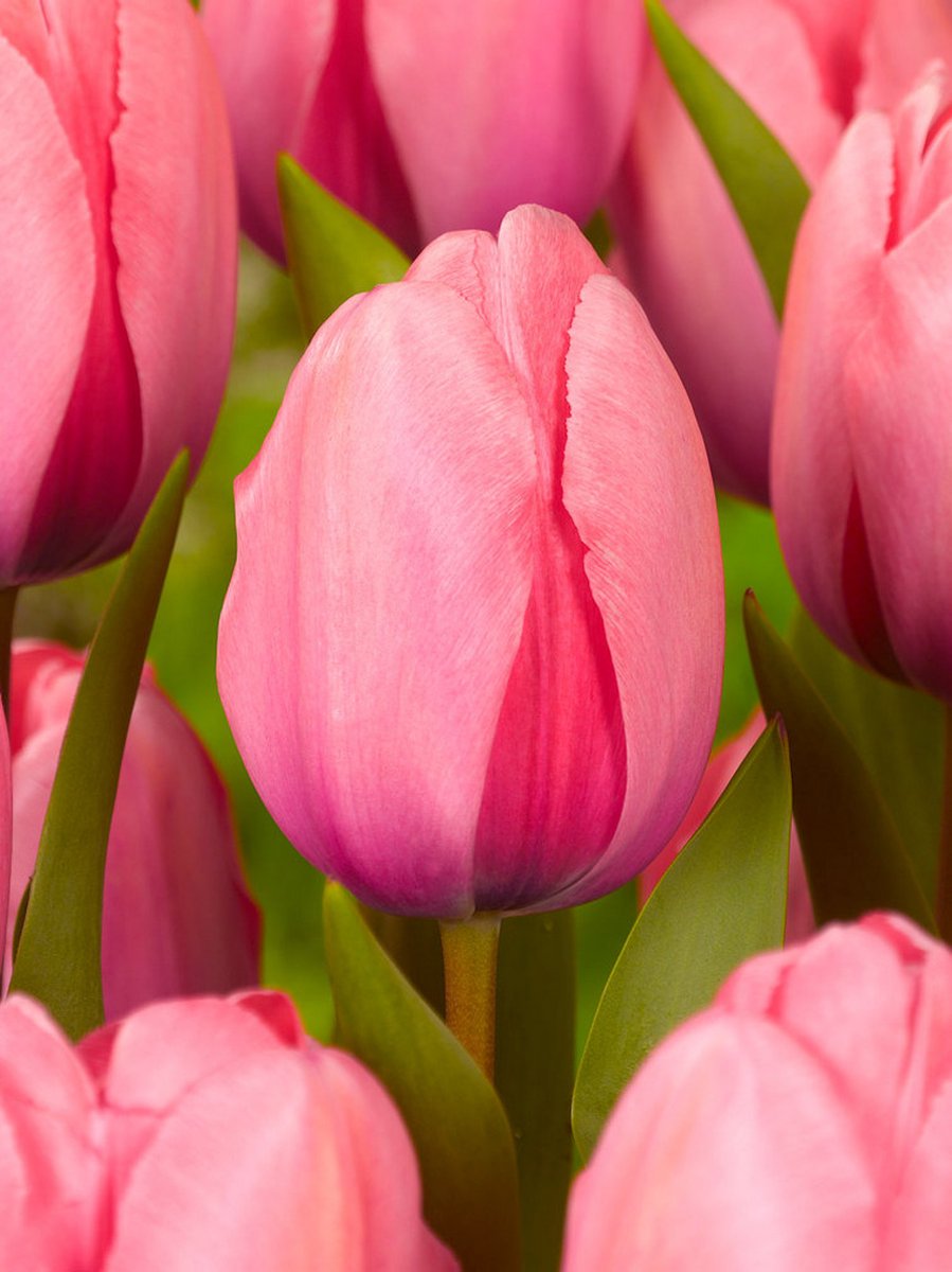 200x Tulpen 'Pink impression' - BULBi® Bloembollen met bloeigarantie