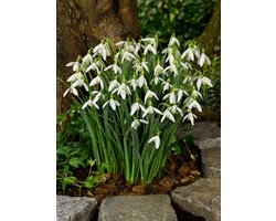 80x Galanthus 'Galanthus elwesii' - BULBi® Bloembollen met bloeigarantie