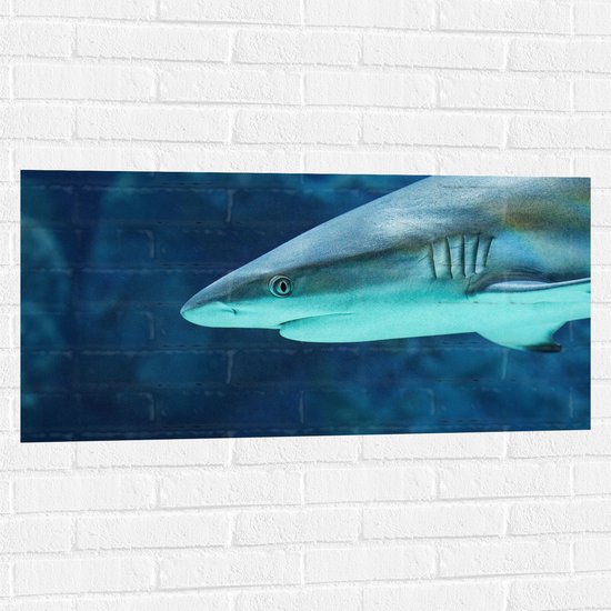 WallClassics - Muursticker - Haai onder Water - 100x50 cm Foto op Muursticker