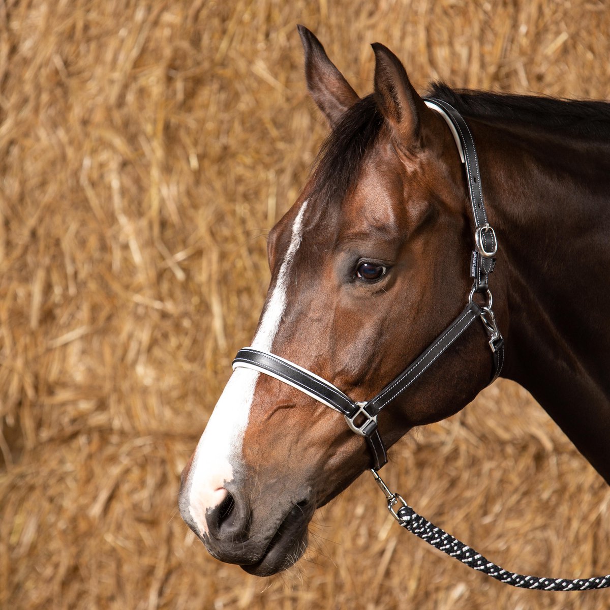 MHS Licol Cuir Poney Brillant Zwart / Rose