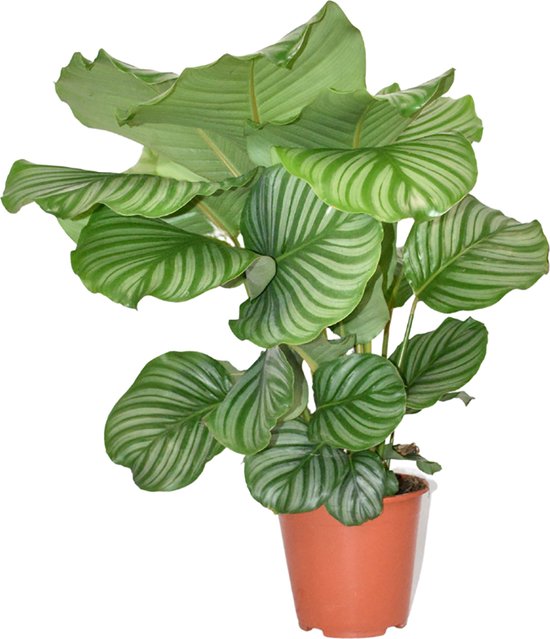 Bloomique Calathea Compactstar Pauwenplant Kamerplanten Luchtzuiverend Gemakkelijk In Onderhoud Diervriendelijk 40 50 Cm Hoog Pot 12 2636121000