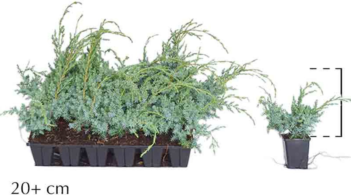 Plants Online - Haagplanten - Chinese jeneverbes 'Blue Alps' 20+ cm - 0.7 liter pot - tray - set van 18 - Geschikt als hoge en lage haag - Langzame groeier - Wintergroen