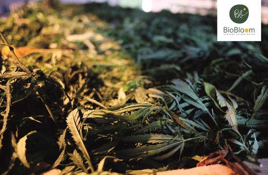 Organische CBD-spray - 5% - 10ml - spearmint