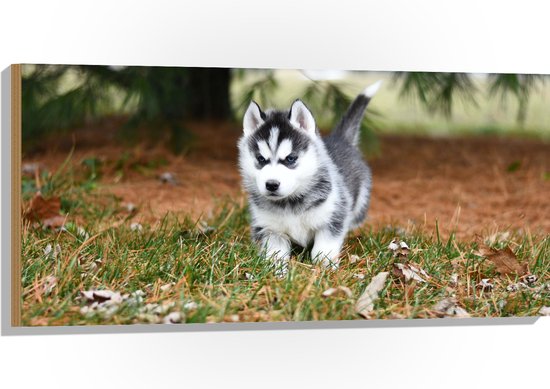 WallClassics - Hout - Siberische Husky Pup Rennend door het Gras - 100x50 cm - 12 mm dik - Foto op Hout (Met Ophangsysteem)
