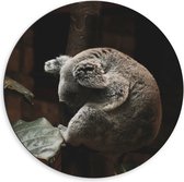 WallClassics - Dibond Muurcirkel - Slapende Koala - 60x60 cm Foto op Aluminium Muurcirkel (met ophangsysteem)