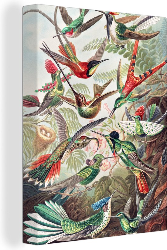 Canvas - Kolibrie - Vogels - Natuur - Kleurrijk - Muurdecoratie - Canvas schilderij - Schilderijen woonkamer - Ernst Haeckel - 90x120 cm