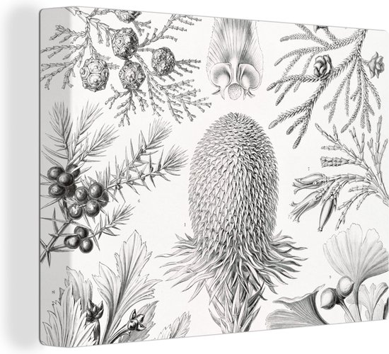 Canvas - Coniferen - Zwart-Wit - Plant - Struiken - Muurdecoratie - Ernst Haeckel - Kunst - Retro - Canvas schildersdoek - 120x90 cm