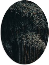 WallClassics - Dibond Ovaal - Donkere Bamboe Bomen - 42x56 cm Foto op Ovaal (Met Ophangsysteem)