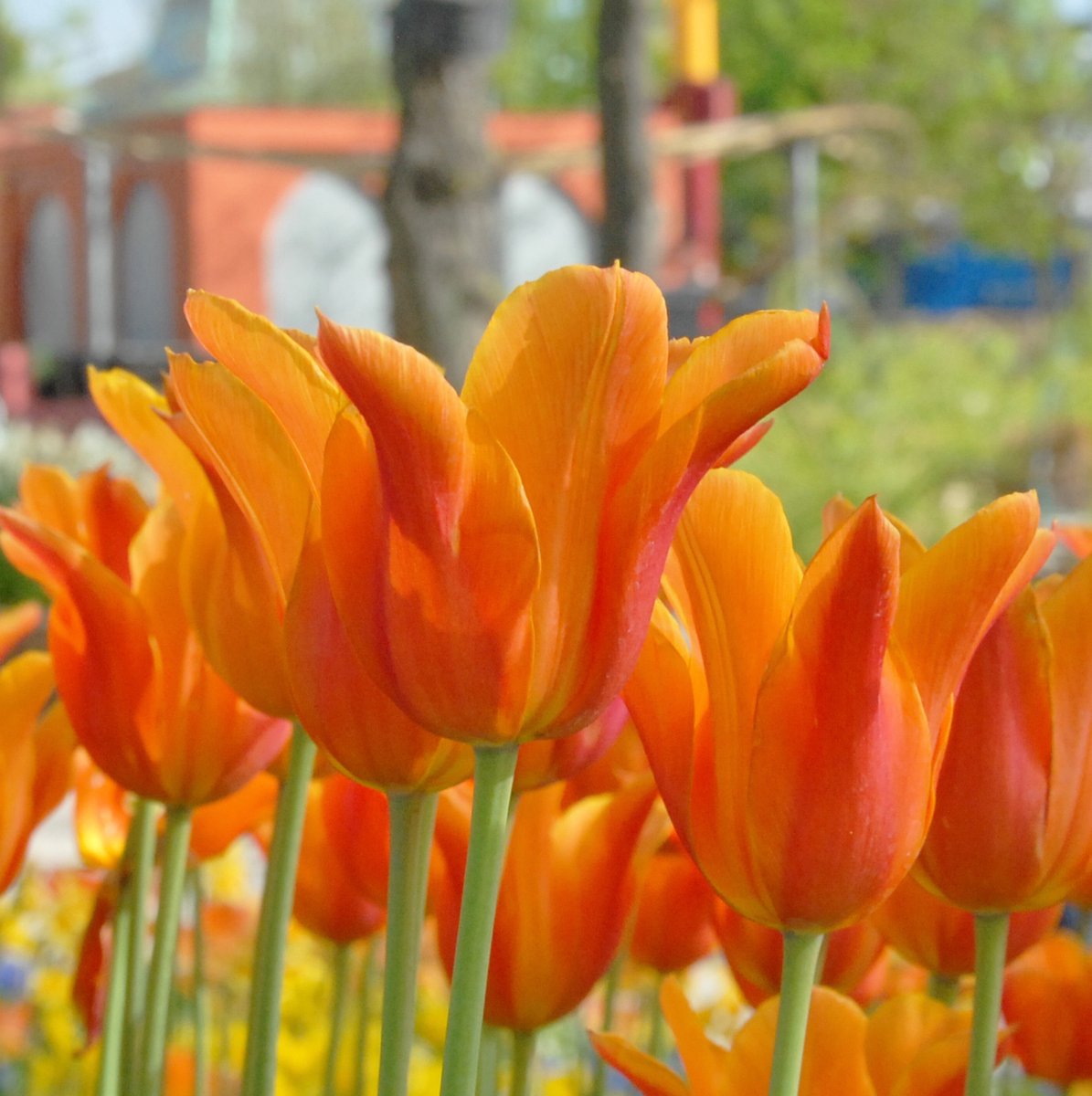 Tulp Ballerina | Leliebloemig | Oranje | Tulpenbollen