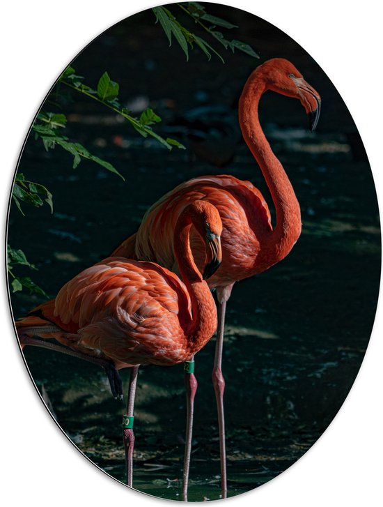 WallClassics - Dibond Ovaal - Twee Flamingos in de Schaduw - 60x80 cm Foto op Ovaal (Met Ophangsysteem)