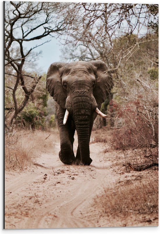 WallClassics - Dibond - Olifant op de Weg - 40x60 cm Foto op Aluminium (Wanddecoratie van metaal)