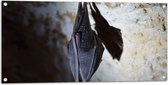 WallClassics - Tuinposter – Slapende Vleermuis Hangend in een Grot - 100x50 cm Foto op Tuinposter  (wanddecoratie voor buiten en binnen)