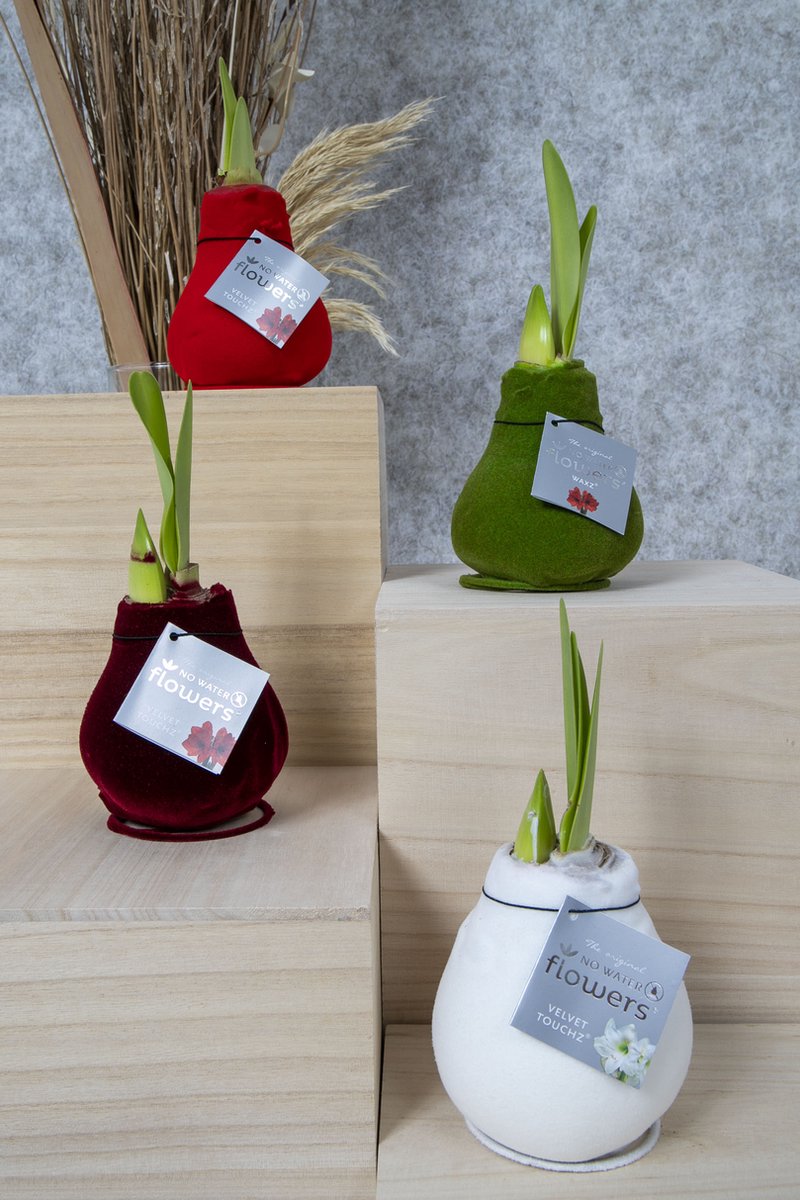 Bloomique - Amaryllis Bol in Wax - Cozy Wit - Bloembol - No Water Flowers - Kerstversiering - 15-25 cm Hoog bij Levering - Groeit tot 40-60 cm - 10 cm diameter