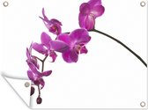 Tuinposter - Tuindoek - Tuinposters buiten - Orchidee tegen witte achtergrond - 120x90 cm - Tuin