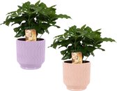 Duo Coffea Arabica in Jane keramiek (Purple en Orange) - Set van 2 - Kwekerij J. de Groot - Groene plant- Hoogte  25 cm