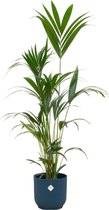 Kentia palm inclusief elho Vibes Fold Round blauw - Potmaat 30cm - Hoogte 160cm