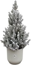 Picea Glauca met sneeuw (kerstboompje) inclusief elho Vibes Fold Round wit - Potmaat 22cm - Hoogte 60cm