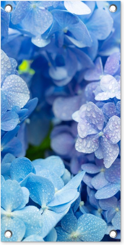Tuinposter - Bloemen - Hortensia - Tuin - Blauw - Schuttingdecoratie - Tuindoek - Buitenposter - 30x60 cm