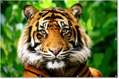 Poster Jardin Tigre de Sumatra jungle 200x100 cm - Photo sur affiche de jardin / Peintures pour l'extérieur (décoration de jardin)