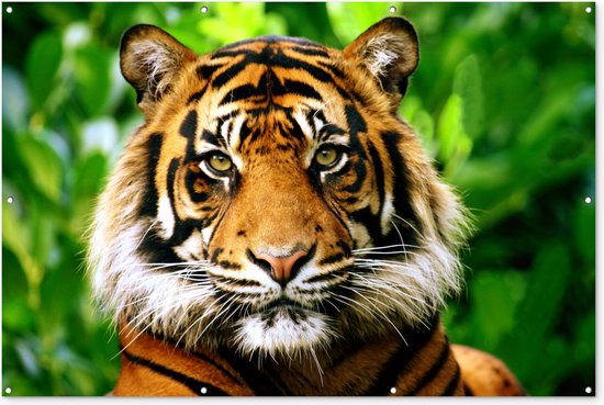 Sumatraanse tijger jungle Tuinposter 60x40 cm - Foto op Tuinposter (tuin decoratie)