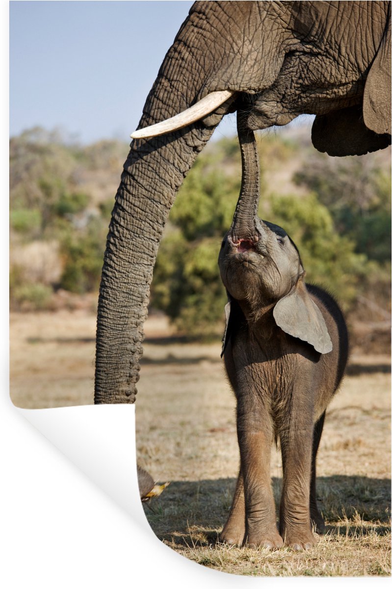 Muurstickers - Sticker Folie - Olifant - Dieren - Gras - Natuur - 20x30 cm - Plakfolie - M