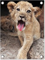 Décoration de Jardin Lionceau - Lions - Mignon - 30x40 cm - Toile de jardin - Poster extérieur