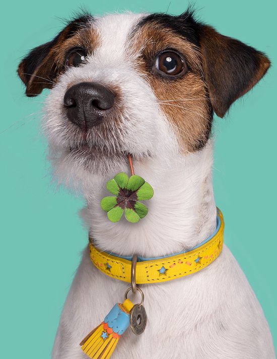 DWAM Dog with a Mission Halsband Hond – Hondenhalsband – Geel – XL – Leer – Halsomvang tussen 47-57 x 4 cm – Blue Star
