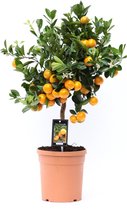 Goed & Groen - Citrus Calamondin - ↨ 65cm - Potmaat 19 - Exclusieve Kwaliteit Planten - Kamer Plant - Kamerplanten - Sfeer - Interieur