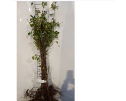 25 x Prunus mahaleb - Weichselboom 60- 90 cm blote wortel
