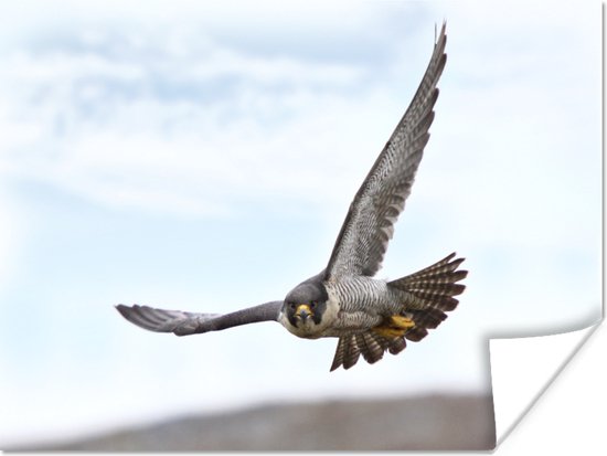 Posters - Un faucon pèlerin survole la terre - 40x30 cm
