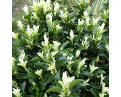 4 x Bonte Kardinaalsmuts Paloma Blanca Wit|Groen - Groenblijvende Haagplant - Euonymus japonica 'Paloma Blanca' in C2(liter) pot met hoogte 20-30cm
