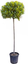 Kruidenplant – Laurier (Laurus Nobilis) – Hoogte: 120 cm – van Botanicly