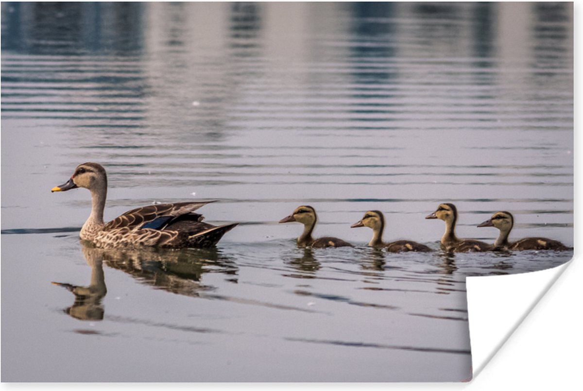 Poster Eend - Water - Vogel - Bruin - 60x40 cm