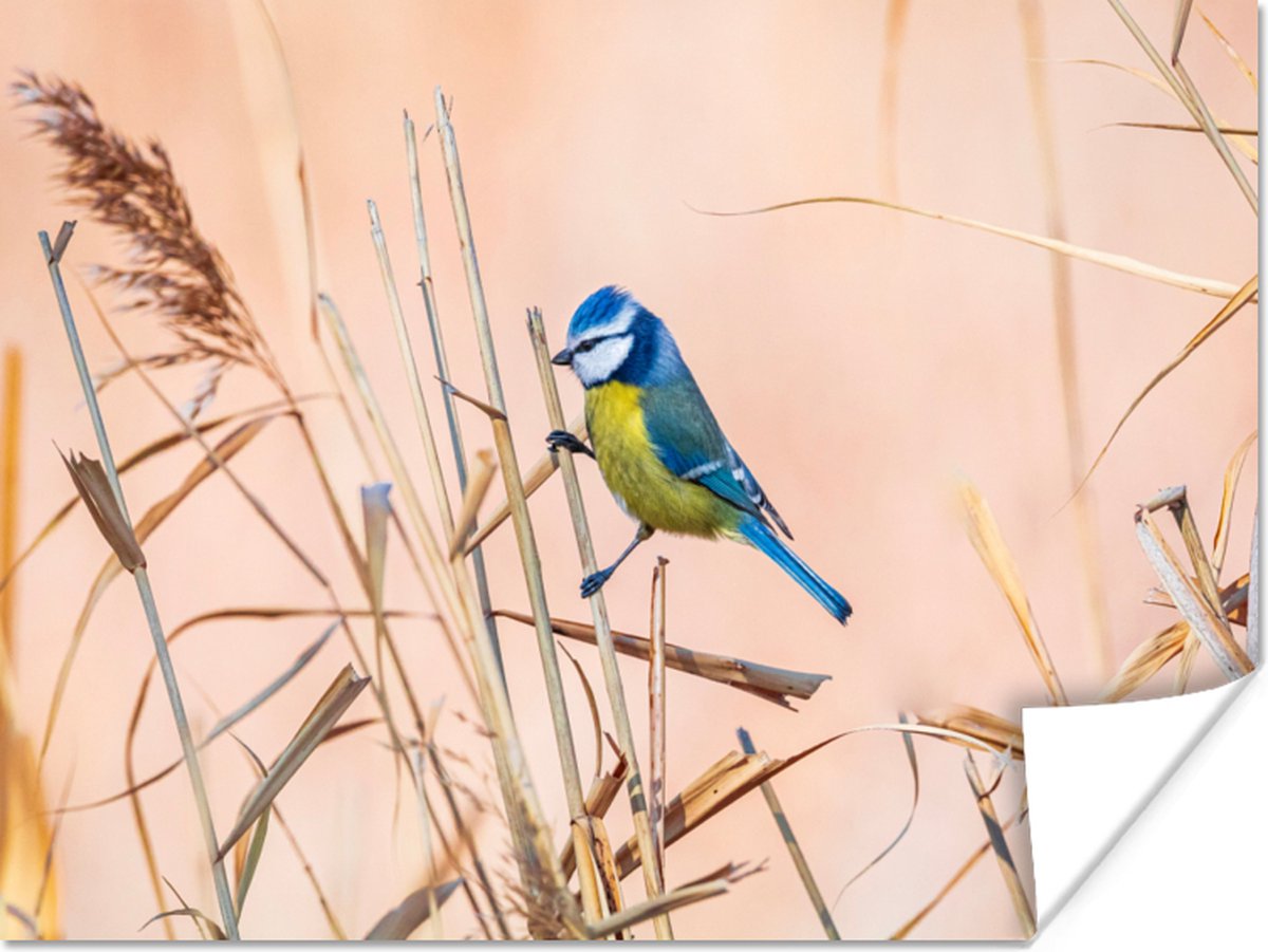Poster Vogel - Pimpelmees - Riet - 80x60 cm