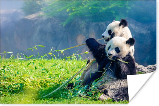 Poster Panda - Bamboe - Gras - Dieren - 30x20 cm