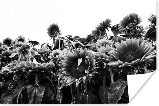 Poster Zonnebloemen in Nederland zwart-wit - 90x60 cm