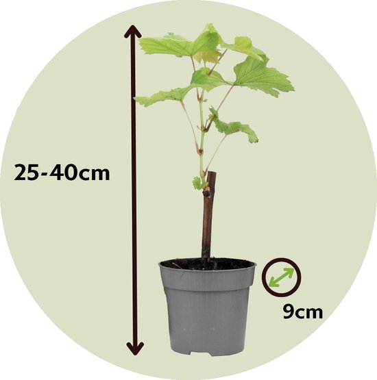Jonge plant met groene bladeren in grijze pot, 25-40cm hoog, 9cm breed.