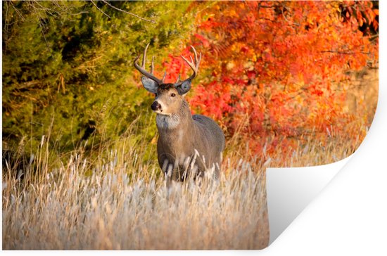 Stickers Stickers muraux - Cerf - Bois - Forêt - 30x20 cm - Film adhésif